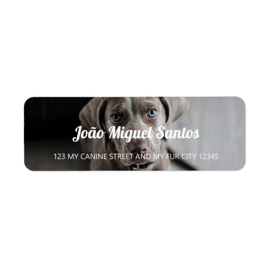 Étiquette Weimaraner Chien Thème Animaux Animaux Cool Simple (Devant)