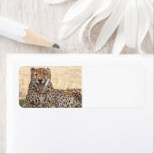 Étiquette Yawning Cheetah (En situation)