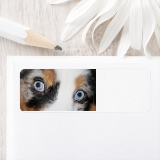 Étiquette yeux bleus merles (En situation)