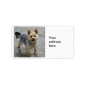 Étiquette Yorkie (Devant)