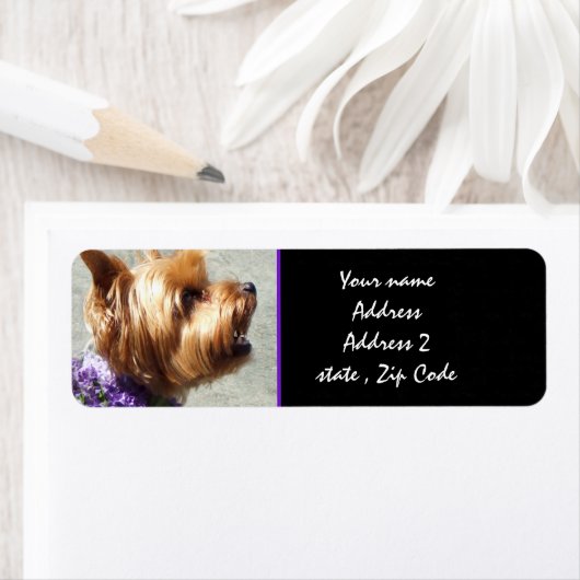 Étiquette Yorkshire terrier (En situation)