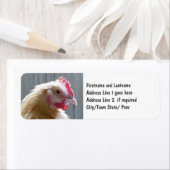Étiquette Young Buff Orpington Heritage Chicken Roo (En situation)