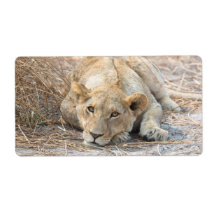 Étiquette Young lion