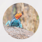 Étiquettes Agama commun (Design 2)