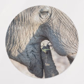 Étiquettes Alimentation des éléphants (Design 1)