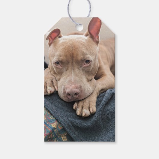 Étiquettes-cadeau Amour de Pit Bull Blank (Devant)