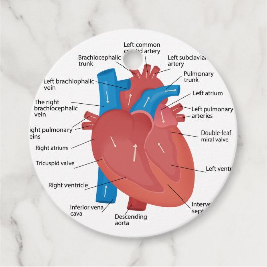 Étiquettes Cadeau Anatomie cardiaque (Devant)