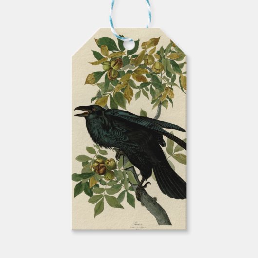 Étiquettes-cadeau Audubon Raven Oiseau classique (Devant)