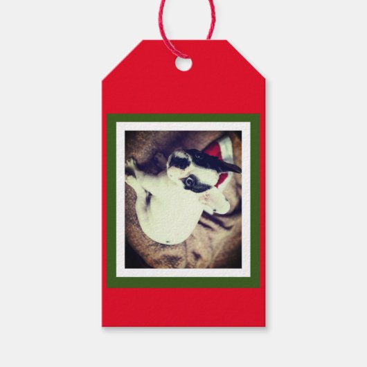Étiquettes-cadeau Baby Boston Bull Christmas (Devant)
