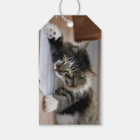 Balises cadeaux de chat musical