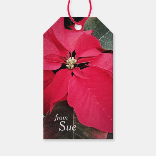 Étiquettes-cadeau Balises Cadeaux Personnalisées de la saison Poinse (Devant)