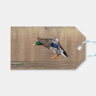 Étiquettes-cadeau Canard Mallard en vol