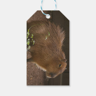 Étiquettes-cadeau Capybara