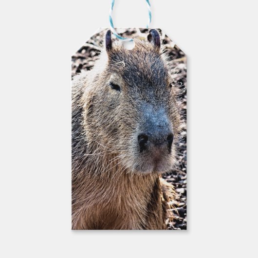 ÉTIQUETTES-CADEAU CAPYBARA ANIMAL SAUVAGE (Devant)