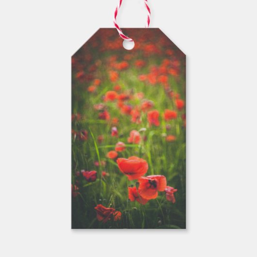 Étiquettes-cadeau Champ Poppies (Devant)