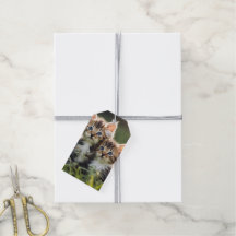Chatons adorables en herbe