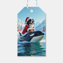 Chien de montagne bernois et Noël d'Orca