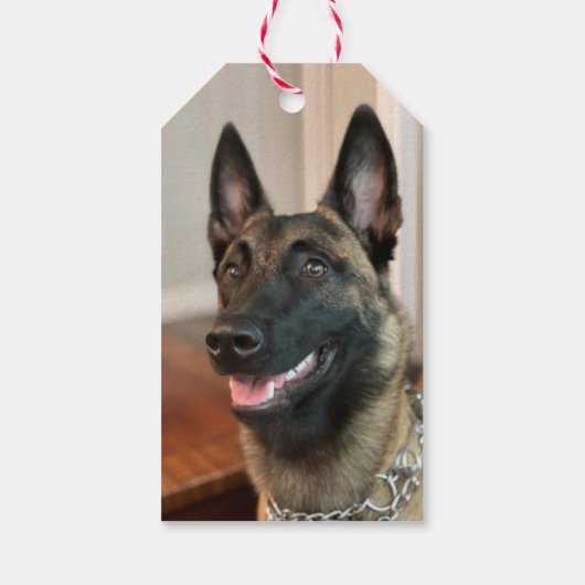 Étiquettes-cadeau Chien malinois (Dos)