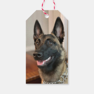 Étiquettes-cadeau Chien Malinois belge
