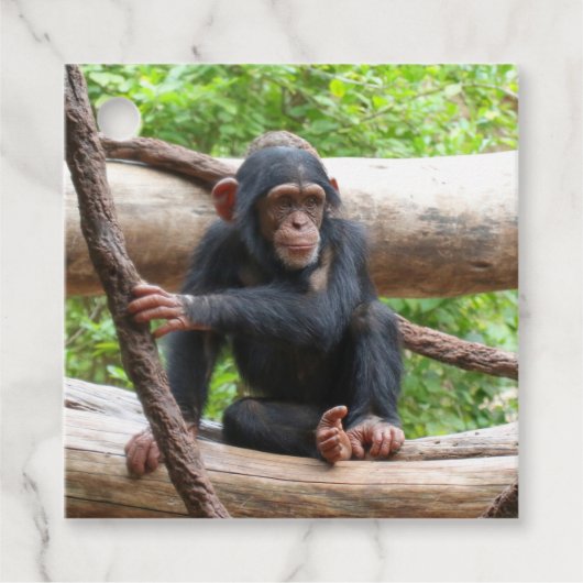 Étiquettes Cadeau Chimpanzée 001 (Devant)