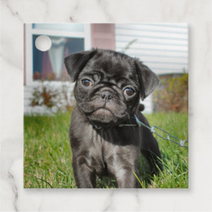 Étiquettes Cadeau Chiot en carlin noir