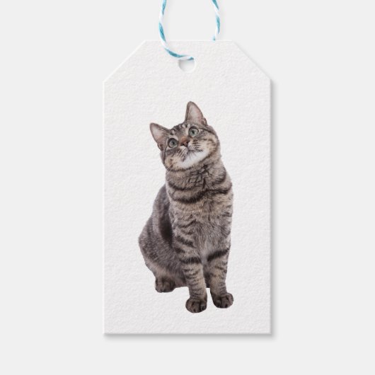 Étiquettes-cadeau Cute tabby Chat (Devant)