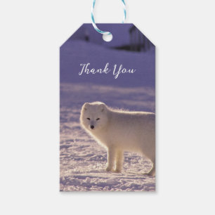 Étiquettes-cadeau Cute White Arctic Fox neige hiver Photographie