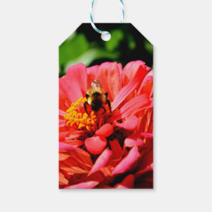 Étiquettes-cadeau Elégant corail floral rouge zinnia bumblebee