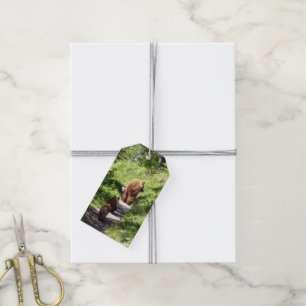 Étiquettes-cadeau Famille d'ours Brown