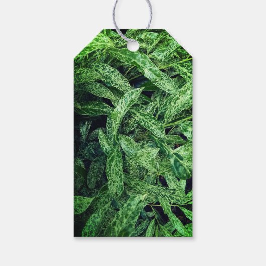 Étiquettes-cadeau Feuilles verts (Devant)