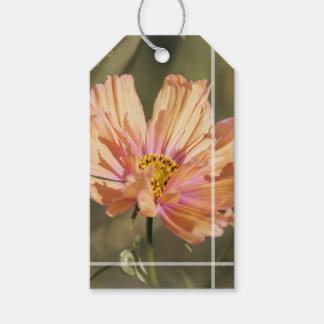 Étiquettes-cadeau Fleurs de Cosmea d'Été Rétro 