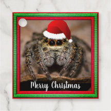 Fun Jumping Spider à Santa Hat Noël