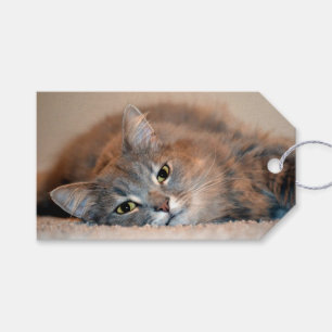 Étiquettes-cadeau Gris, Tan, chat aux cheveux longs blanc par