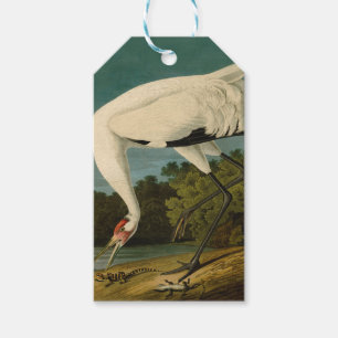 Étiquettes-cadeau Grue blanche Audubon Peinture d'oiseaux