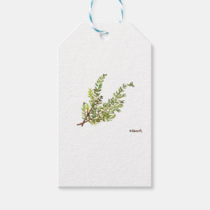 Étiquettes-cadeau Herbe de romarin Rosemary aquarelle