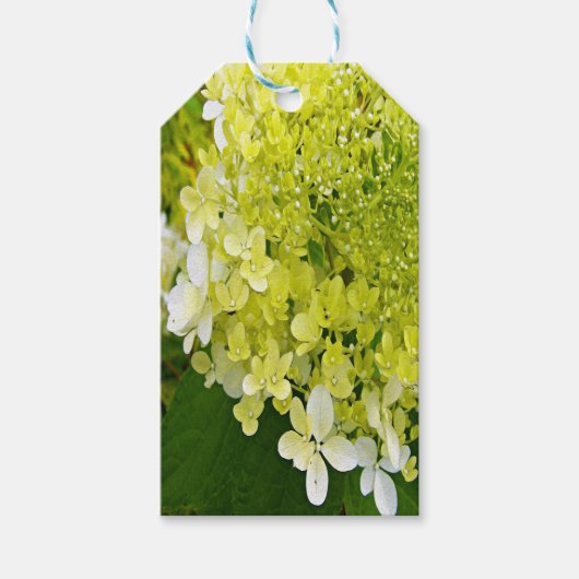 Étiquettes-cadeau Hydrangea Limelight Vert Chartreuse Élégant (Devant)