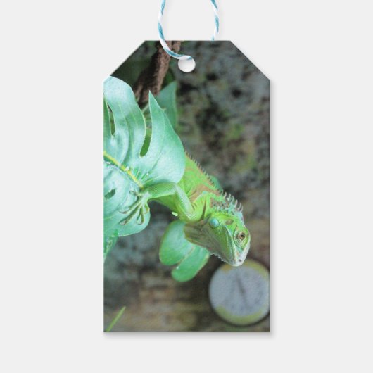 Étiquettes-cadeau iguane vert (Devant)