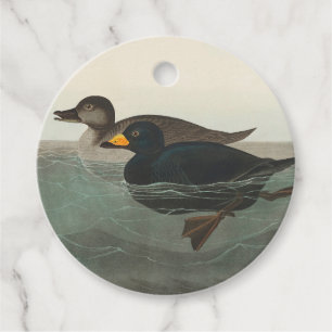 Étiquettes Cadeau Impression de Macreuse noire d'Audubon : Canard cô