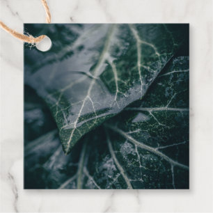 Étiquettes Cadeau Ivy Feuille Nature Photo