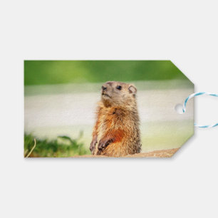 Étiquettes-cadeau Jeune marmotte