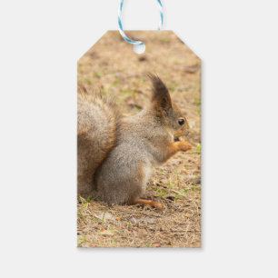 Étiquettes-cadeau L'écureuil mignon mange une photo de noix