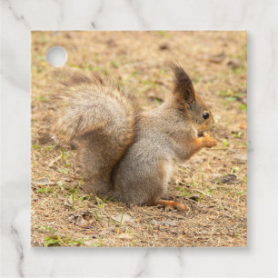 Étiquettes Cadeau L'écureuil mignon mange une photo de noix