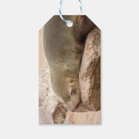 Étiquettes-cadeau Lion de mer (Devant)