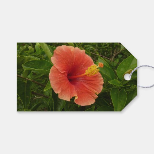 Étiquettes-cadeau Orange Hibiscus Fleur Tropical Floral (Devant (Horizontal))