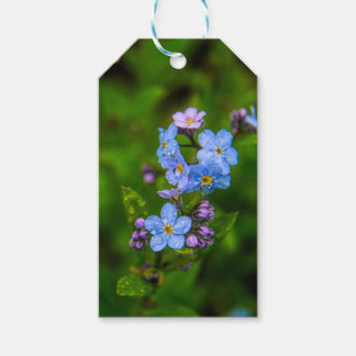 Étiquettes-cadeau Oubliez-moi-non dans la pluie