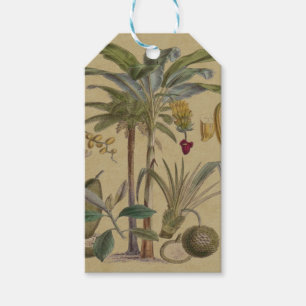 Étiquettes-cadeau Palm Antique Fruit Tropical Art Botanique