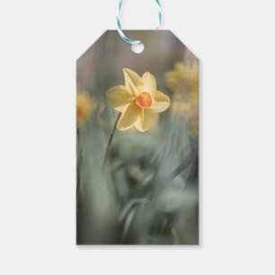 Étiquettes-cadeau Photo de la jonquille de fleurs jaunes