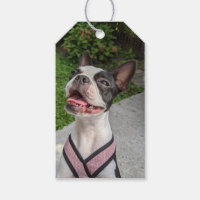 Photographie de Boston Terrier heureux