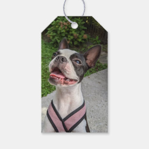 Étiquettes-cadeau Photographie de Boston Terrier heureux