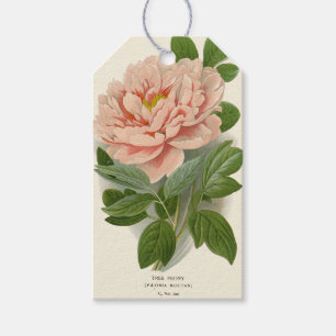 Étiquettes-cadeau Pivoine en arbre – Élégant dessin botanique vintag